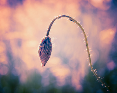 Bud of poppy on sunset nature backgroundの写真素材