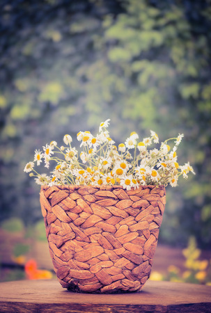 wicker flowers pot with daisies bunch on wooden garden table over bush foliage background, retro tonedの写真素材