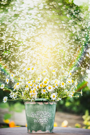 bucket with daisies flowers on garden table over water spraying backgroundの写真素材