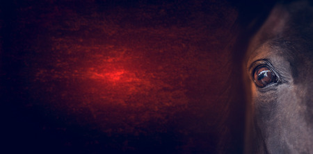 Horse eye on dark red background, banner for websiteの写真素材
