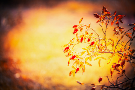 Autumn nature background with rose hips branches in garden or park.の写真素材