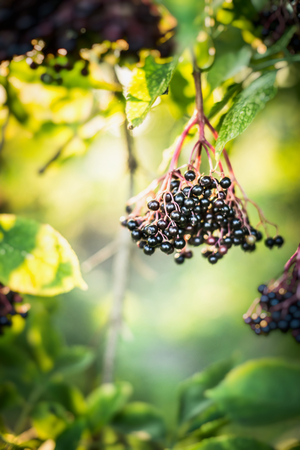 Elderberry fruit on Tree over green garden outdoor backgroundの写真素材