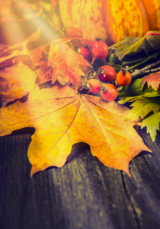 Autumn still life with leaves, wild hips and pumpkin on rustic wooden background, close upの写真素材
