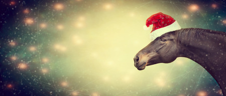 Ghristmas background with black horse and Santa hat, banner,  tonedの写真素材