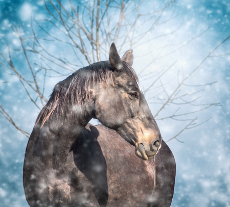 beautiful black horse on blue winter snow fall backgroundの写真素材