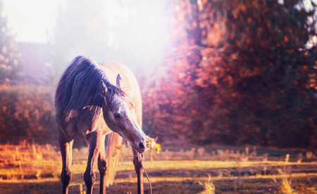 horse eating twig with leaves over autumn nature background with treesの写真素材