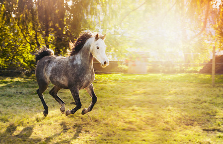 Young gray stallion with white head and Black mane running on sunny pasture with trees and sunshine