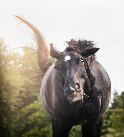 Black horse shakes  and have funny face, portrait, close upの写真素材
