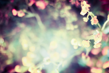 beautiful blurred nature background with flowers, leaves , sunshine and bokehの写真素材