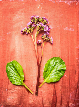 Heartleaf bergenia or Elephant Ears plant, spring garden frlower on red rustic background, top view.  Gardening concept. Bergenia cordifoliaの写真素材
