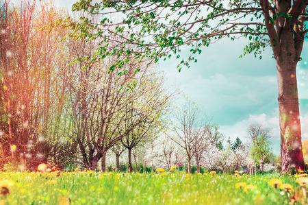 Spring nature background with tree blossom in garden or parkの写真素材