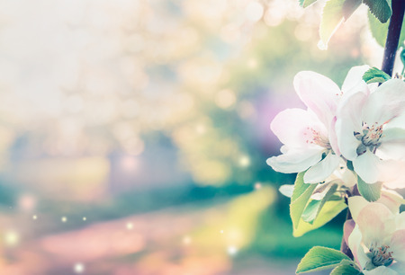 Spring blossom background with white tree flowers in garden or park. Toned