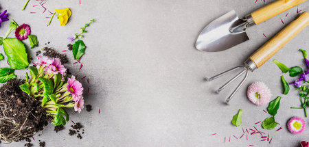 Gardening background with garden hand tools and summer flowers plant on gray stone background, top view, place for text, bannerの写真素材