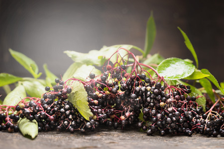 Ripe elderberry on branches with leaves, close up