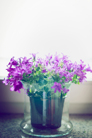 Pretty bell flowers in glass pot on windowsill. Home decorationの写真素材