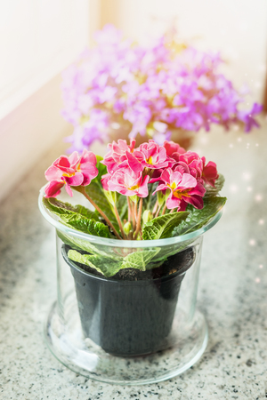 Lovely primrose flowers in pot on windowsill. Home decorationの写真素材