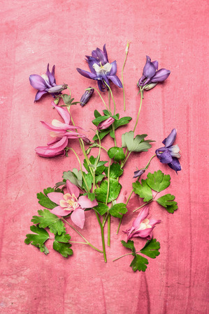 Garden colorful columbine flowers on pink shabby chic background, top view composing. Flat lay with flowersの写真素材