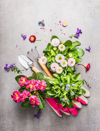 Gardening tools with fresh pretty garden flowers in pots on stone background, top viewの写真素材