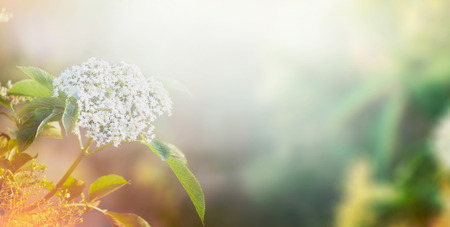 White flowers of elder over garden or park nature background, banner. Elderberry bloomingの写真素材