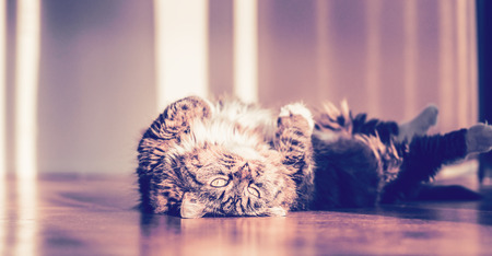 Funny sweet cat lying on the parquet floor and looking at the camera, indoorの写真素材