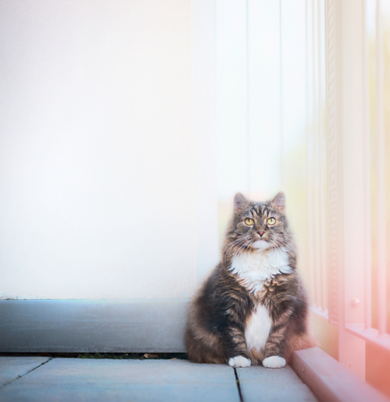Cat sits at white wall and looking at the camera. Cat on a balcony. Domestic cat with background and place for text.の写真素材