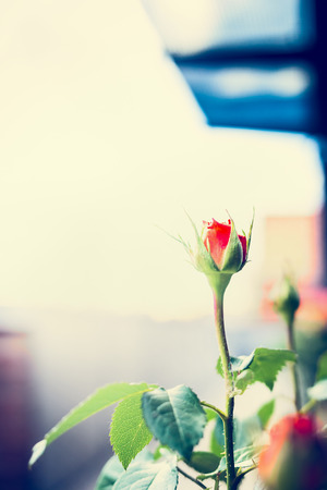 Rose bud on background of balcony, outdoorの写真素材