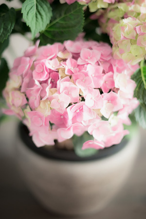 Pink pale Hydrangea flowers in pot, close up, soft focus