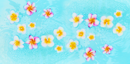 Colorful frangipani flowers in turquoise blue water, top view, banner