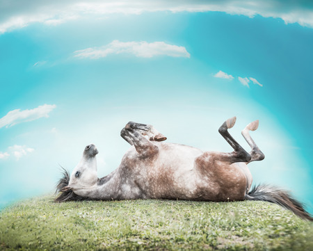 Horse lying on his back , feet up and resting on a hill of green grass on a background of blue sky with cloudsの写真素材