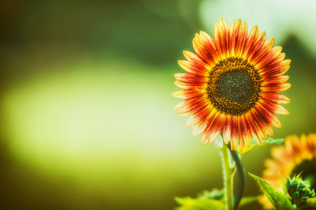 Red Sunflower  on green nature background, outdoor, bannerの写真素材
