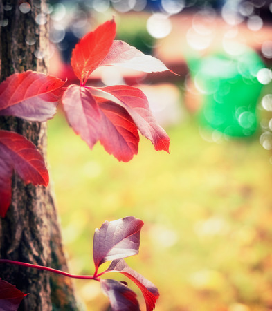 Beautiful red autumn grape leaves , outdoor, close upの写真素材