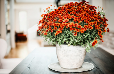 Vase with chrysanthemum on a table in the living room, home interior and designの写真素材