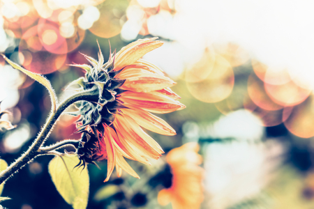 Autumn nature background with sunflowers and bokeh, outdoorの写真素材