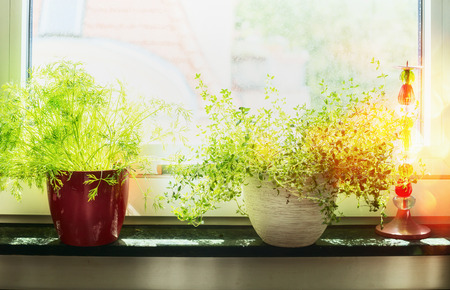 Kitchen cooking herbs in flowers pot on window stillの写真素材