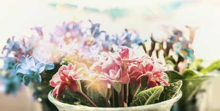 Spring flowers blooming in pots on window sill, close upの写真素材