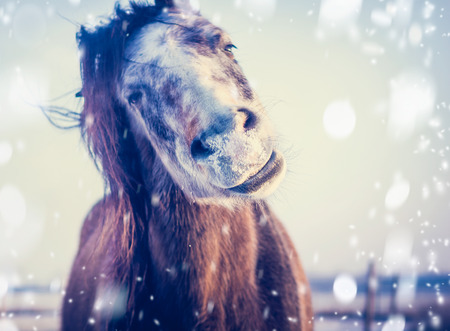 Funny Horse enjoys winter and snow, close up, focus on the noseの写真素材