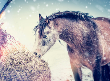 Winter horse eating hay  from nets at frosty nature background with snowの写真素材