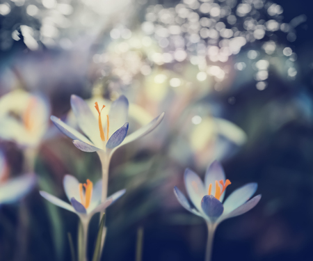First crocuses blooming , spring nature backgroundの写真素材