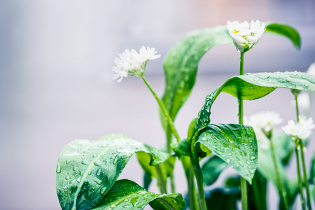 Wild garlic plant with white blooming im garden, outdoor