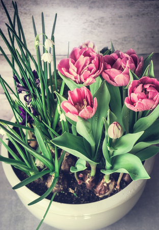 Flowers pot with spring flowers: pink tulips and Lily of the Valley . Springtime  Container Gardening conceptの写真素材