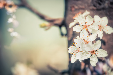 Cherry tree blossom , close up, springtime outdoor nature