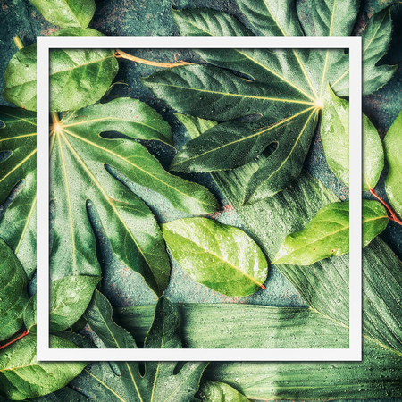 Frame of tropical nature and palm leaves, top viewの写真素材