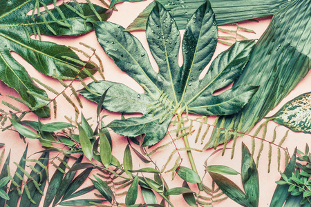 Various Tropical leaves with water drops, top viewの写真素材