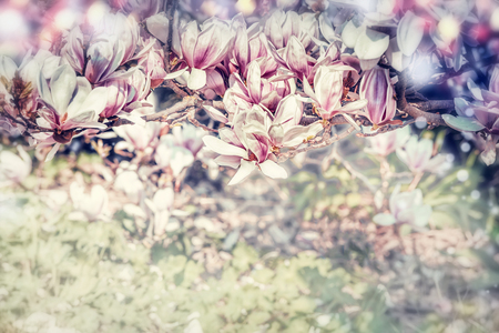 Beautiful magnolia blossom in garden or park, outdoor natureの写真素材