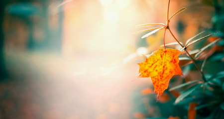 Beautiful leaves in autumn garden or park, fall nature background, bannerの写真素材
