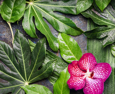 Red Orchid flowers and wet tropical leaves with water drop arrangement , nature background, top viewの写真素材