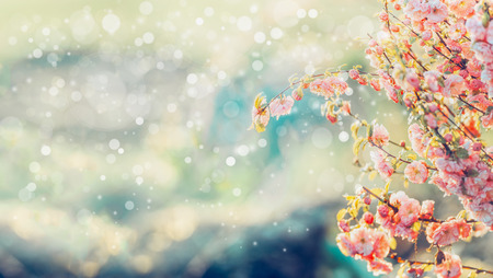 Beautiful tree blossom in sunlight and bokeh, summer blooming background in garden or park, outdoor