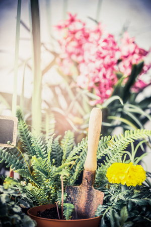 Summer flowers plant for garden with gardening tools, Fern and flowers seedling with shovel. Outdoor or indoor plantingの写真素材