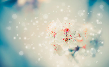 Spring blossom nature background with white flowers at pastel blue , floral borderの写真素材