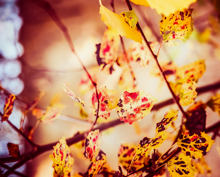Autumn leaves in garden or park , fall nature background